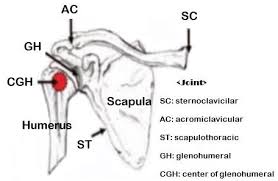 The bones of the pectoral girdle (clavicle and scapula) provide increased mobility to the. Structure Of The Shoulder Joint 12 Download Scientific Diagram