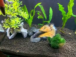 Betta Fish What Is This White Spot On My Bettas Head Betta Fish Betta White Spot