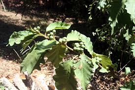 Image result for Solanum chrysotrichum