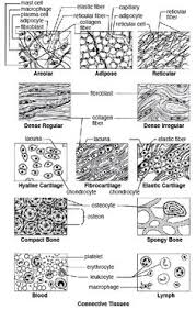 Connective tissue , supportive tissue , muscle tissue. Christina Lazic Adinfinitu Profile Pinterest