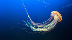 Image result for Jellyfish