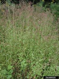 Image result for Arthraxon hispidus