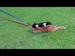 This Guy Who Tried To Walk His Cats Like Dogs Failed So Hard He Almost Won Fyi The Kitty Is Wearing A Harness Funny Dog Videos Cute Little Animals Funny Cats