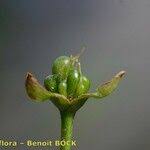 Image result for Caldesia parnassifolia