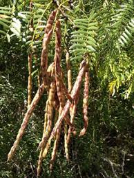 Image result for Prosopis glandulosa