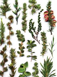 Image result for Cliffortia serpyllifolia