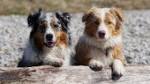 Medium Sized Dog Breeds - Pictures & Information