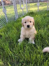 Akc golden retriever puppies for sale in inman, south carolina. Carolina Gold Home Facebook