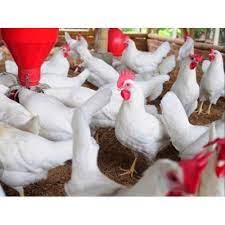 Download Layer Birds Layer Grown Up Birds Pullet Chicks Manufacturer From Patna