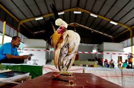 Kedudukan melaka dalam persekutuan malaysia yang terdiri daripada 14 negeri (termasuk wilayah persekutuan) adalah seperti berikut: Uniknya Ayam Serama Yang Mungil Di Malaysia