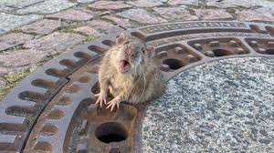 Kencing tikus bisa menyebabkan penyakit, yaitu penyakit leptospirosis. Simak Cara Hindari Penyakit Akibat Kencing Tikus Di Saat Musim Hujan Halaman 2 Tribun Manado