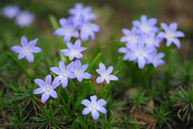 What bulb flowers do deer not eat. 11 Deer Resistant Flower Bulbs For Your Garden