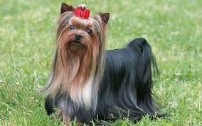 Epingle Sur Chiens Dogs