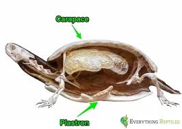 Box turtles can live more than a century in wild. Can A Turtle Survive Without Its Shell Turtle Shells Explained Everything Reptiles