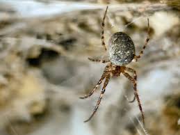 Image result for Arachniodes webbiana