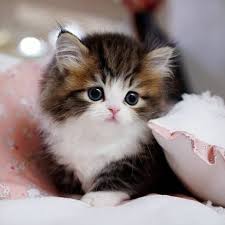 Image result for adorable cat