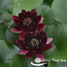 (visitato 255 volte, 1 visite oggi). Black Princess Fiori In Coppia Piante Acquatiche Water Plants Italy
