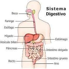 Sistema Digestivo En 2020 Sistema Digestivo Aparato Digestivo Sistema Digestivo Humano