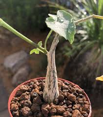 Image result for Corallocarpus bainesii