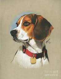 Beagle Art Print By Marshall Robinson Beagle Art Dog Paintings Animal Paintings