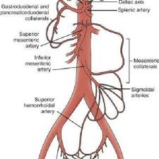 Anatomy Of The Visceral Arteries Download Scientific Diagram