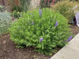 Image result for Scutellaria violascens