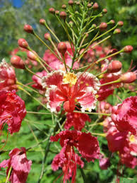Image result for Caesalpinia rostrata