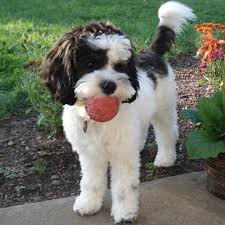 Find the perfect cockapoo in virginia beach, va today! About Carriage House Cockapoo Puppies Cockapoo Puppy Breeder In Virginia
