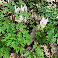 Best camping sites near new glarus, wi 53574. New Glarus Woods State Park Updated 2021 Campground Reviews Wi Tripadvisor
