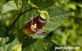 All parts of the plant are considered toxic, containing protoanemonin. List Of Poisonous Plants For Chickens