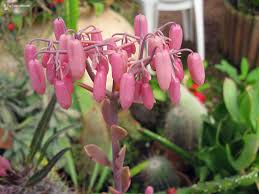 Image result for Kalanchoe fedtschenkoi