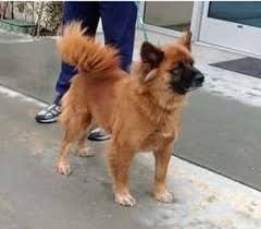German Shepherd Chow Mix The Chow Shepherd Before choosing a german shepherd golden retriever mix, the breeder should be pleased to show you the vet records of the golden.