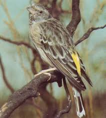 Perbedaan Sanger Dengan Black Throat Pondok Kenari Bird Farm