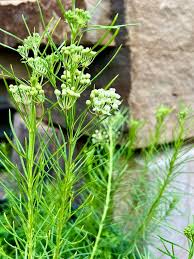 Image result for Asclepias aurea