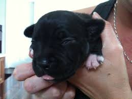 Staffy 1 Week Old Popstar Fur Babies Pitbull Terrier Dogs And Puppies