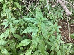 Image result for Parietaria