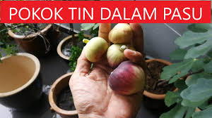 Newer post older post home. Pokok Tin Di Dalam Pasu Boleh Berbuah Selepas Tiga Bulan Youtube