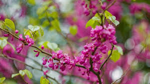 We did not find results for: 4k Video Of Beautiful Flowers Blooming In Spring Video Aep Free Download Pikbest