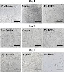 Cytotoxicity tests of betaine and DMSO. The attachment of GLC-82 cells... |  Download Scientific Diagram