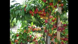 Not only do these small trees produce juicy fruit for cocktails and cooking, they have beautiful dark, glossy leaves. Small Space Garden Fruit Trees Youtube