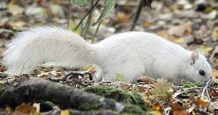 We did not find results for: Cuento De Hadas Por Que Se Llamaba Ardilla A La Ardilla Cuento De Hadas Por Que Una Ardilla Se Llamaba Ardilla Por Que Las Personas Se Llaman Ardillas