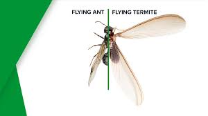 Pest control service in king george, virginia. Flying Termites And Termite Swarmers Western Exterminator