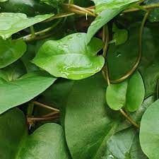Check spelling or type a new query. 4 Manfaat Daun Binahong Untuk Kesehatan