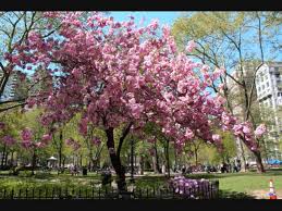 Common almond tree latin name: Flowering Almond Tree Youtube