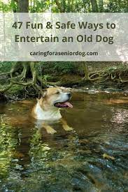 How about making it into a game and really keeping your dog entertained! 47 Fun And Safe Ways To Entertain An Old Dog Caring For A Senior Dog