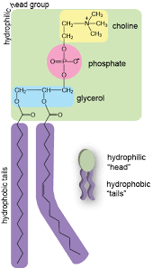 Jun 07, 2019 · the nuclear envelope separates the contents of the nucleus from the rest of the cell. What Is The Main Component Of An Animal Cell Membrane Quora