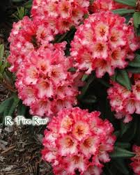 Fire Rim Singing Tree Gardens Nursery Garden Nursery Planting Flowers Nursery Near Me
