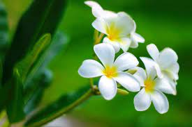 Flower Plumeria Flowers White - Free photo on Pixabay