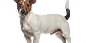 Cani da appartamento di taglia media: Tutte Le Razze Di Cani Da Appartamento