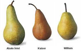 Check spelling or type a new query. Alberi Da Frutto Pero